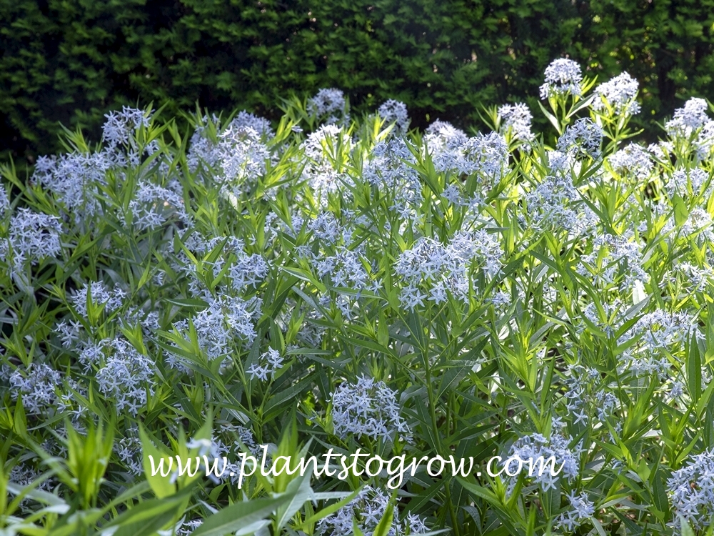 Shiny Bluestar (Amsonia illustris)
(June 3)